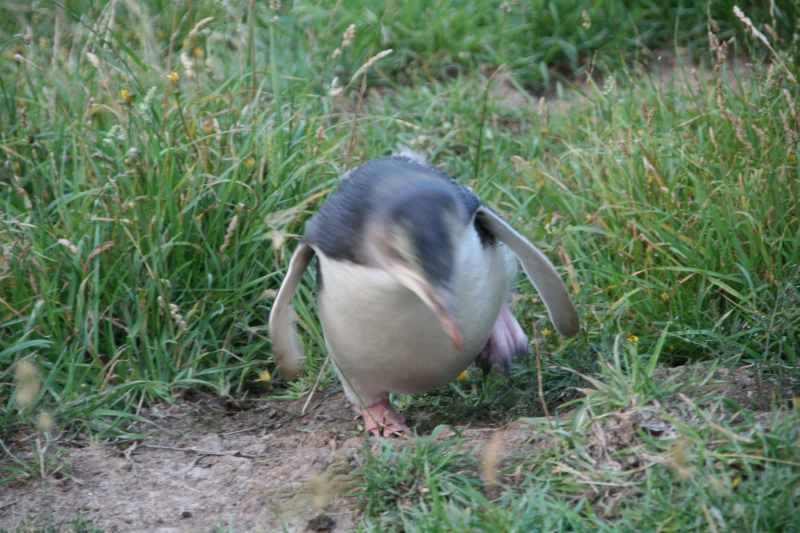 Nieuw-Zeeland 2011 - 2066